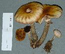 Armillaria mellea image